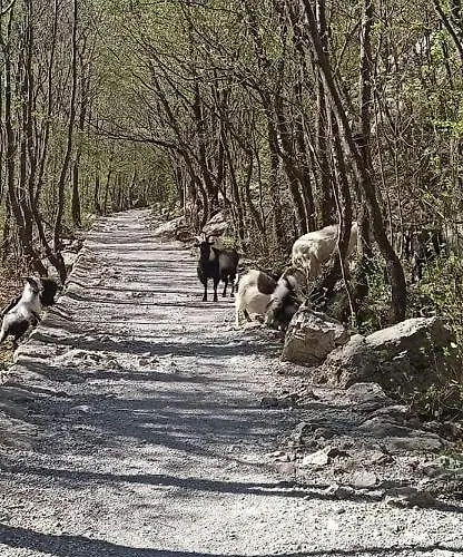 Zora, Starigrad Paklenica, * 塞利讷