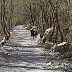 Zora, Starigrad Paklenica, * セリネ